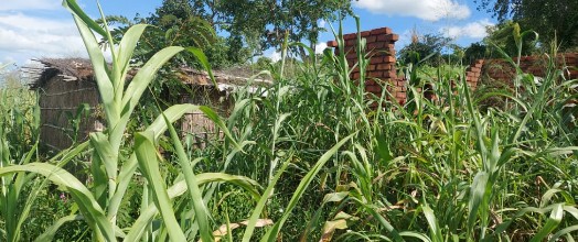 GRABBED BY INJUNCTIONS: THE NTCHERA FARM CASE
