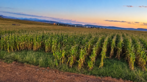 “Plot” to defraud the state has not been proved: Government says landowners were compensated. But the records proving who was paid, how much, and when have disappeared.